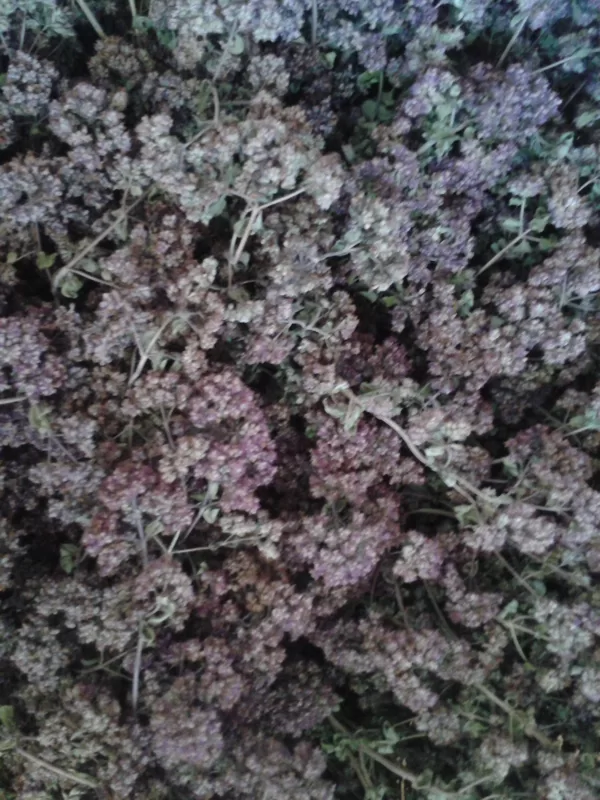 Dažādas tējas - raudene, raskrēsliņš, asinszāle, piparmētra, liepziedi, lavanda, nātre ...