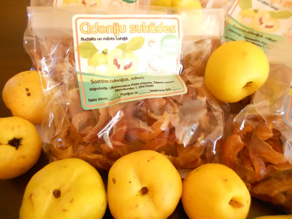 Cidoniju sukādes